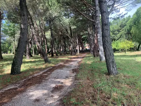 Camino de tierra entre pinos