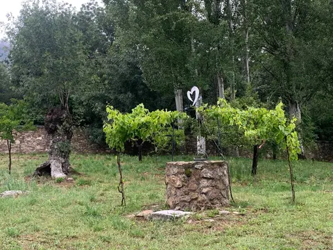 Jardín con viñas y un pozo de piedra