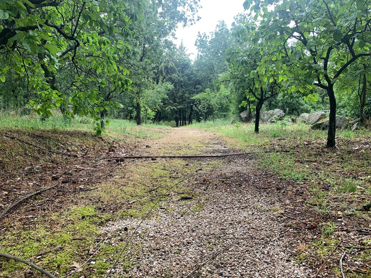 Sendero entre árboles en el lugar del retiro
