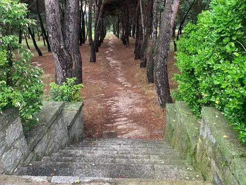 Escalera de piedra hacia un paseo entre pinos