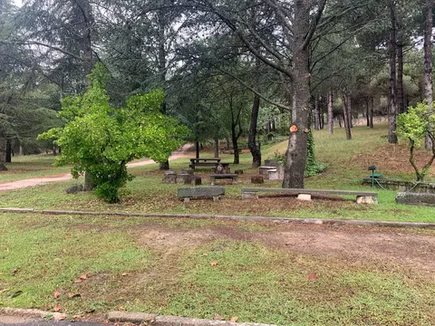Zona de descanso con bancos bajo los árboles
