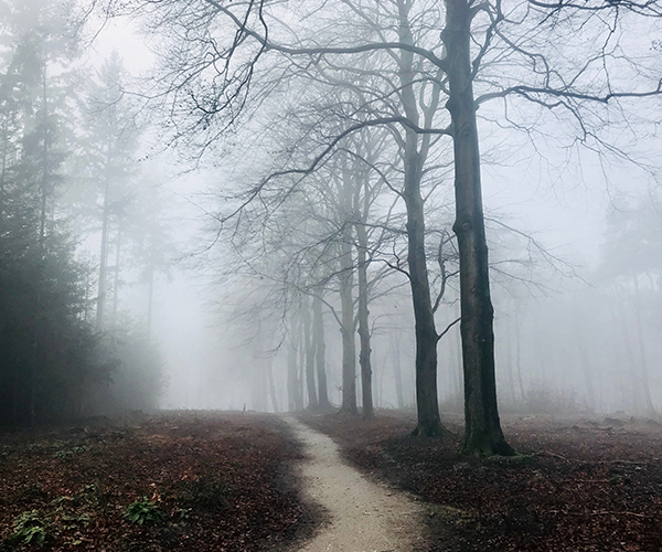 Sendero en un bosque con niebla